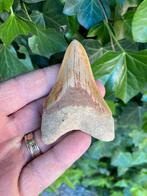 Megalodon haaientand, fossiel, Indonesië 6 (gerestaureerd), Ophalen of Verzenden, Fossiel