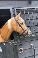 Allround palomino E Pony, Dieren en Toebehoren, Pony's, E pony (1.48m - 1.57m), ZZ, Ruin, Ontwormd