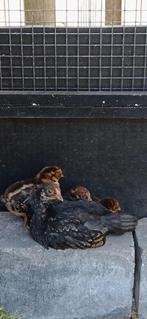 2 hennen en 1 haantje, Dieren en Toebehoren, Pluimvee, Meerdere dieren, Kip