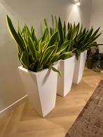 Elho witte hoge plantenbakken, Tuin en Terras, Bloembakken en Plantenbakken, Ophalen, Kunststof, Minder dan 60 cm, Vierkant