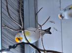 Tekoop                 Major putters van 2024 2koppels, Dieren en Toebehoren, Vogels | Overige Vogels, Meerdere dieren, Wildzangvogel