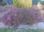 Grote Winterheide struik, Tuin en Terras, Ophalen, Bodembedekkers, Volle zon, Vaste plant
