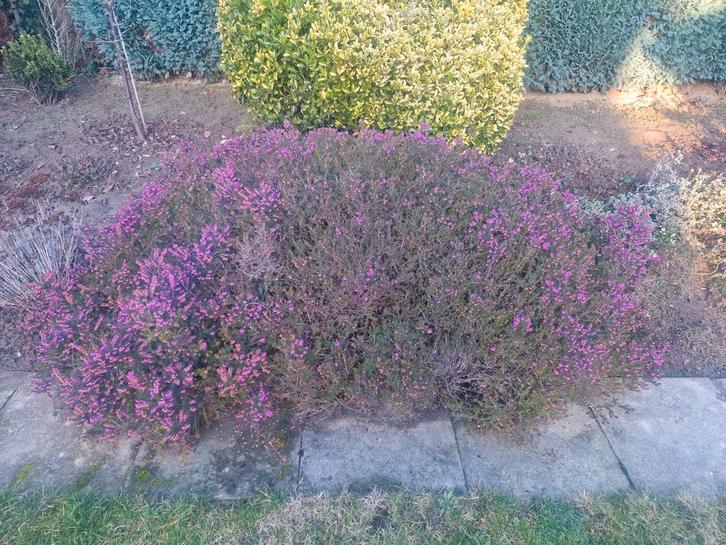Grote Winterheide struik, Tuin en Terras, Planten | Tuinplanten, Vaste plant, Bodembedekkers, Volle zon, Winter, Ophalen