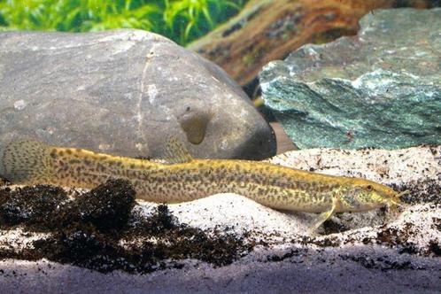 Weeraal - Misgurnus Anguillicaudatus - Koidream Valburg, Dieren en Toebehoren, Vissen | Aquariumvissen, Zoetwatervis, Vis