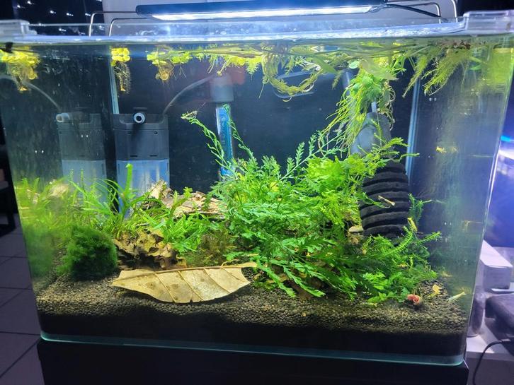 Gezocht aquarium en garnalen stelling verlagende bodem, Dieren en Toebehoren, Vissen | Aquaria en Toebehoren, Gebruikt, Overige typen