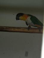 Zwartkop caique, Dieren en Toebehoren, Mannelijk, Papegaai, Geringd