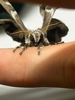 Samia ricini eitjes (Hemelboomvlinder-eitjes), Dieren en Toebehoren, Vlinders of Rupsen