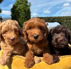 Labradoodle pups - medium, Dieren en Toebehoren, Nederland, Overige rassen, 8 tot 15 weken, Meerdere