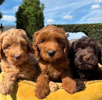 Labradoodle pups - medium beschikbaar voor biedingen
