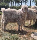 Angora Bok, Dieren en Toebehoren, Schapen, Geiten en Varkens, Mannelijk, Geit