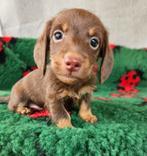 De allermooiste Dwergteckel pups❣️ ❣️❣️, Nederland, CDV (hondenziekte), 8 tot 15 weken, Korthaar