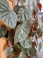 Begonia  ,"oldemore", Ophalen, Volle zon, Overige soorten