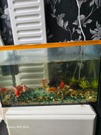 Aquarium en 5 visjes, Dieren en Toebehoren, Vissen | Aquaria en Toebehoren, Ophalen, Zo goed als nieuw, Overige typen