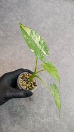 Alocasia Gageana Aurea/Albo, Ophalen of Verzenden, Halfschaduw, Minder dan 100 cm