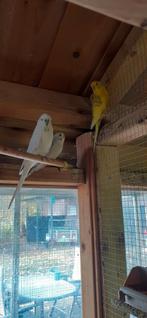 Grasparkieten te koop, Dieren en Toebehoren, Vogels | Parkieten en Papegaaien, Meerdere dieren, Parkiet