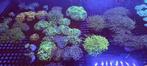 Mooie koralen voor uw zeeaquarium, Dieren en Toebehoren, Vissen | Aquaria en Toebehoren, Ophalen of Verzenden, Nieuw, Plant(en), Steen of Hout