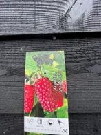 Klimplant Rubus 'Tayberry' Taybes, met eetbare vruchten!!, Ophalen, Volle zon, Vaste plant, Fruitplanten