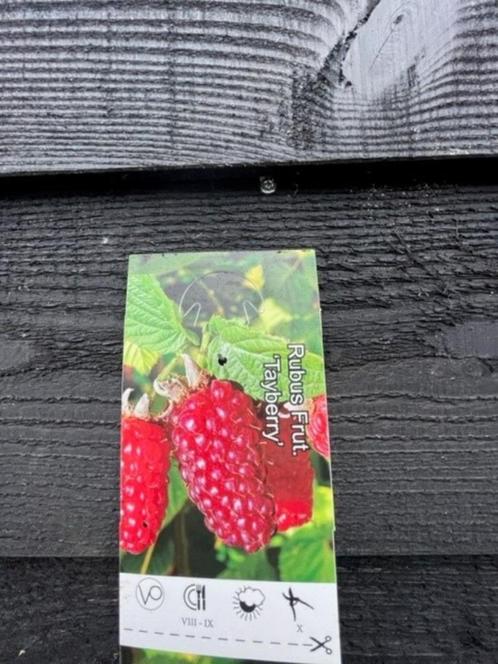 Klimplant Rubus 'Tayberry' Taybes, met eetbare vruchten!!, Tuin en Terras, Planten | Tuinplanten, Vaste plant, Fruitplanten, Volle zon