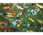 Gratis guppies in Lelystad, Dieren en Toebehoren, Vis