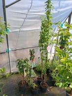 Zuilfruit, Ophalen of Verzenden, Volle zon, Overige soorten