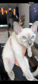 Thai siamees kitten ( met stamboom), 0 tot 2 jaar