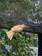 Beige gekleurde kanarie, Vrouwelijk, Kleurkanarie