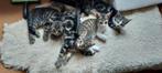 Ter adoptie 4 kittens, Dieren en Toebehoren, Katten en Kittens | Raskatten | Korthaar, Meerdere dieren
