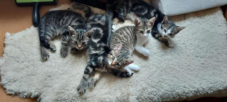 Ter adoptie 4 kittens, Dieren en Toebehoren, Katten en Kittens | Raskatten | Korthaar, Meerdere dieren
