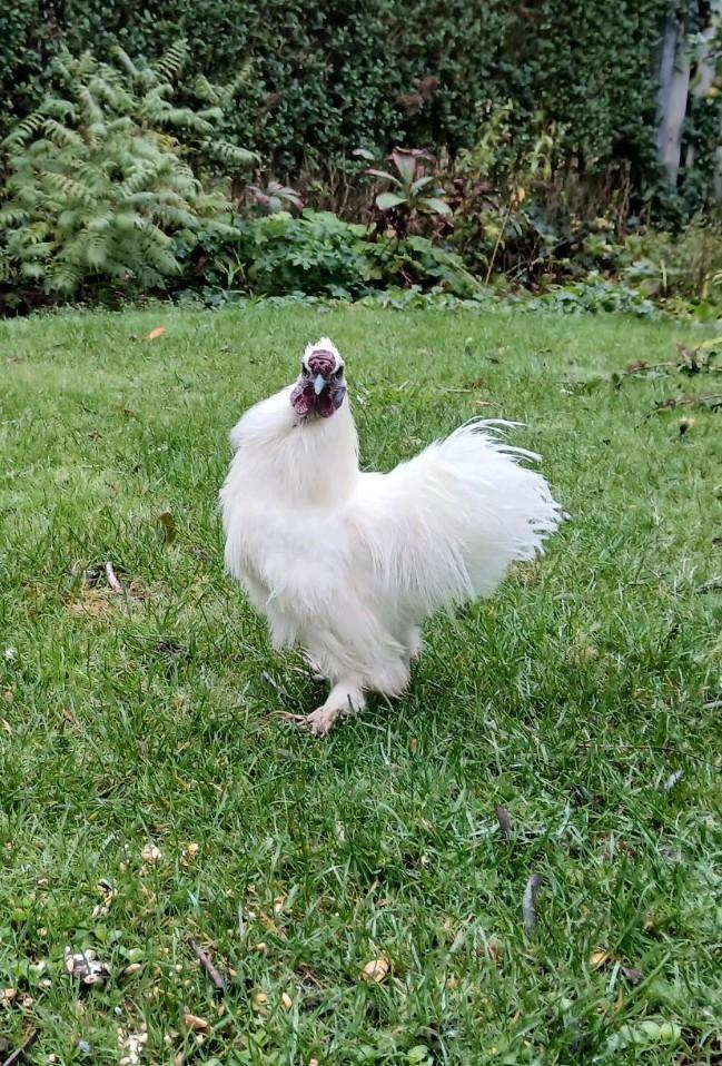 😢 HELP, Zijdehoen haan moet weg, Dieren en Toebehoren, Pluimvee, Kip, Mannelijk