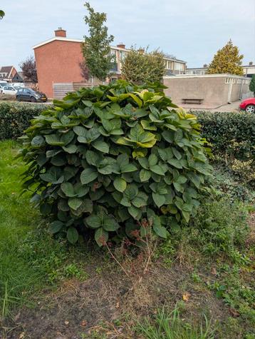 Hortensia ca 150 hoog beschikbaar voor biedingen