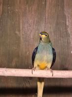 Blauwvleugelparkieten, Meerdere dieren, Parkiet