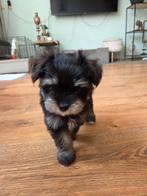 Prachtige boomer kruising pomchi pups, Overige rassen, 8 tot 15 weken, Teef, Meerdere