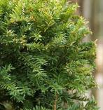 Haagplant “TAXUS”, Tuin en Terras, Planten | Tuinplanten, Ophalen of Verzenden, Bloeit niet, Overige soorten, Volle zon