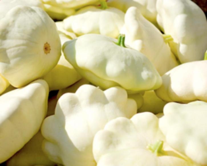 Courgette Disco, Tuin en Terras, Bloembollen en Zaden, Zaad, Voorjaar, Volle zon, Ophalen of Verzenden