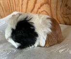Jong cavia vrouwtje mixje, Januari, Vrouwelijk, Cavia