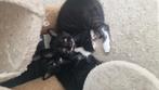 Gratis kittens