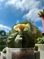 Astrophytum myriostigma zaden (cactus), Ophalen of Verzenden, Cactus, Minder dan 100 cm, Volle zon