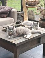 🩷🩷 3 Prachtige Ragdoll x Brits Langhaar kittens, Dieren en Toebehoren, Kater, Ontwormd, 0 tot 2 jaar