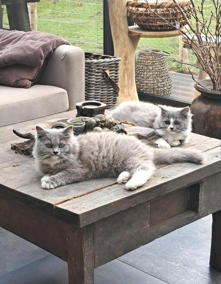 🩷🩷 3 Prachtige Ragdoll x Brits Langhaar kittens, Dieren en Toebehoren, Katten en Kittens | Raskatten | Langhaar, Kater, 0 tot 2 jaar