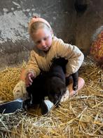 Bruine labradorpups met stamboom, Dieren en Toebehoren, Honden | Retrievers, Spaniëls en Waterhonden, 8 tot 15 weken, Teef, Eén hond