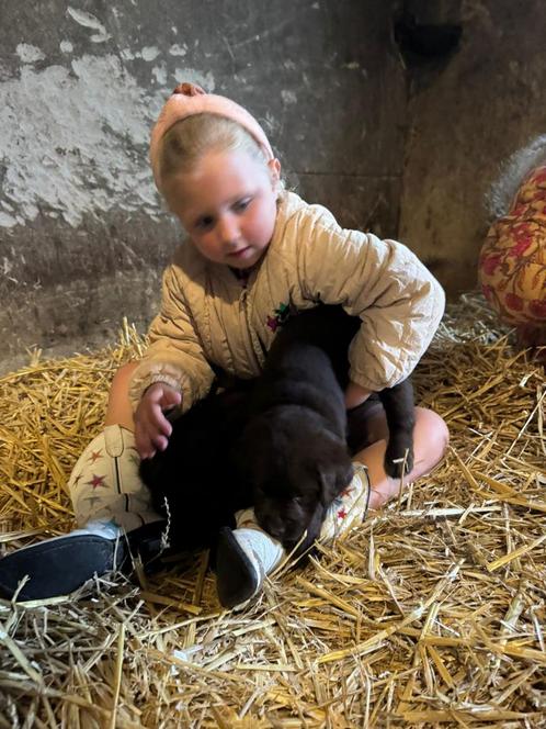 Bruine labradorpups met stamboom, Dieren en Toebehoren, Honden | Retrievers, Spaniëls en Waterhonden, Teef, Overige rassen, Particulier