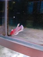 Diverse Betta mannen, Vis