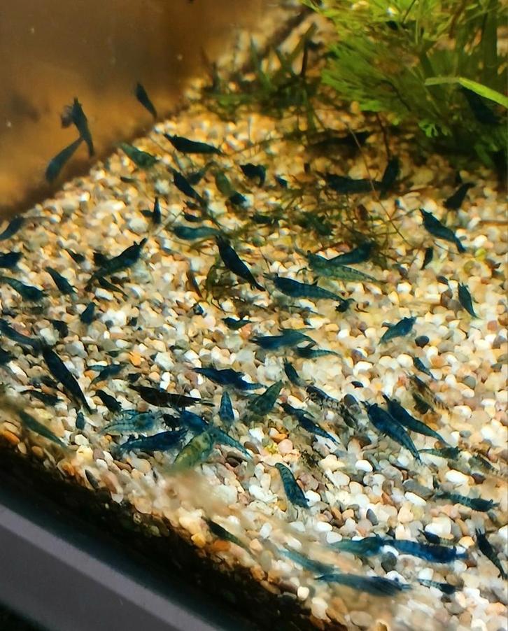 Te koop rode vuur en gele en blauwe garnalen allen op kraanw, Dieren en Toebehoren, Vissen | Aquariumvissen, Kreeft, Krab of Garnaal