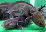 Axolotl Melanoid, Dieren en Toebehoren, Reptielen en Amfibieën, 0 tot 2 jaar, Tam, Amfibie