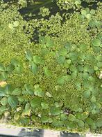 Drijfplanten mix-aquarium planten, Dieren en Toebehoren, Vissen | Aquaria en Toebehoren, Verzenden, Nieuw, Plant(en), Steen of Hout