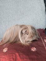 Peruvian beertje gezocht, Dieren en Toebehoren, Mei, Mannelijk, Cavia