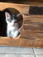 Blauw Rus Britse korthaar kitten, Kortharig, 0 tot 2 jaar, Poes