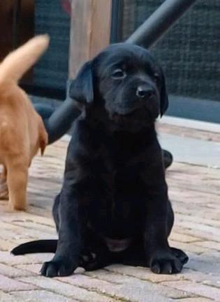Labrador pup, zwarte teef!, Dieren en Toebehoren, Honden | Retrievers, Spaniëls en Waterhonden, Meerdere dieren, Labrador retriever