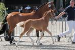 Hengstveulen van O'ATJE en 7-jarige merrie van O'SOLUTION, Dieren en Toebehoren, Gechipt, Dressuurpony, Niet van toepassing, 0 tot 2 jaar