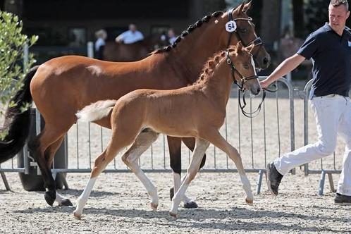 Hengstveulen van O'ATJE en 7-jarige merrie van O'SOLUTION, Dieren en Toebehoren, Pony's, Meerdere dieren, Niet van toepassing
